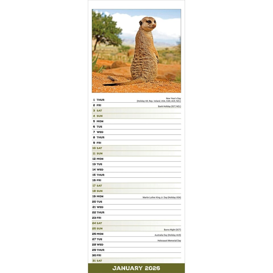 image 1 of Meerkats Slim 2026 Calendar | Slimline Wall Calendar | Animal Gift | Plastic Free Packaging | by Avonside Publishing [Calendar] Avonside Publishing Ltd