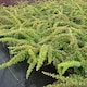image 1 of Berberis Thunbergii Green Carpet 3.6 Litre Potted Plant x 1