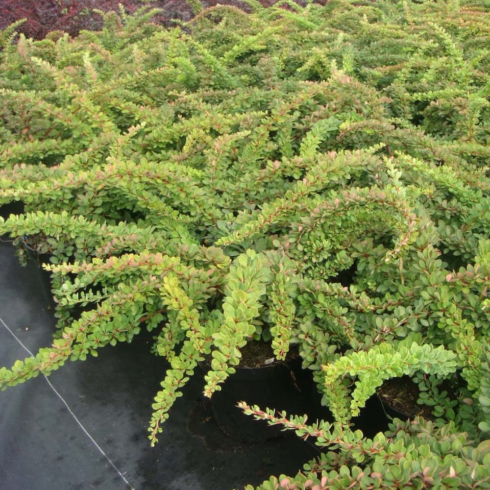 image 1 of Berberis Thunbergii Green Carpet 3.6 Litre Potted Plant x 1