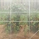 image 8 of Outsunny 3 x 2 x 2m Polytunnel Greenhouse with Door, Galvanised Steel Frame