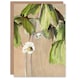 image 1 of Hannah Borger Overbeck Art Card May Apple Flower Watercolour
