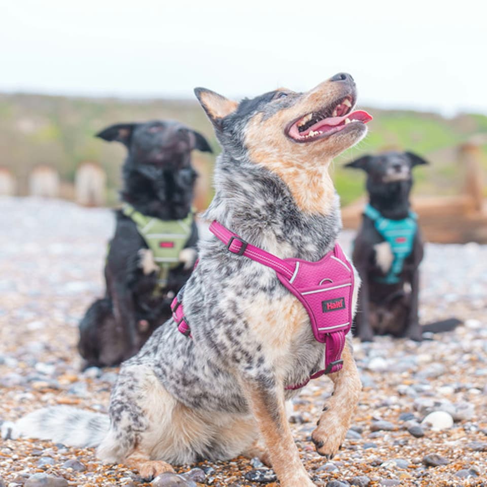 image 1 of Halti Anatomy Dog Harness - Magenta - M