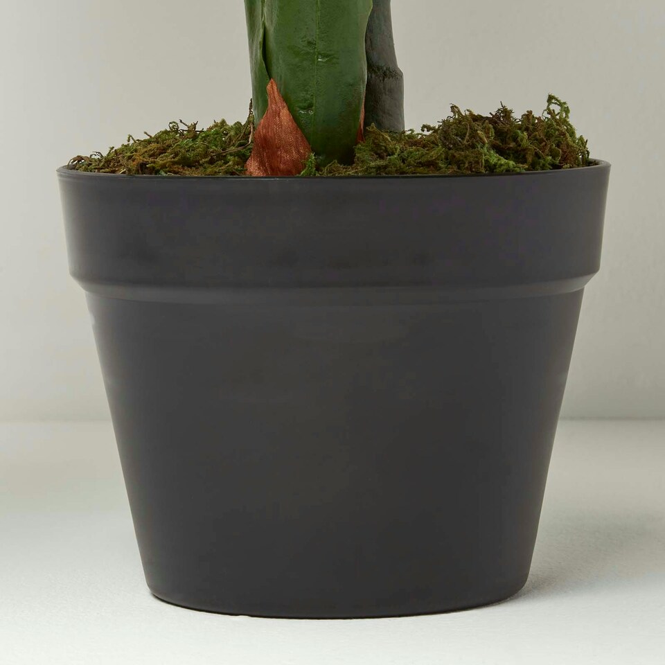 image 1 of Homescapes Taro Plant in Pot, 90 cm Tall