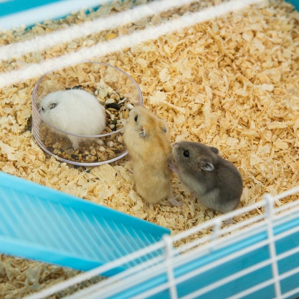 image 1 of PawHut Hamster Cage w/ Water Bottle, Exercise Wheel, Tubes, Ramps-Light Blue