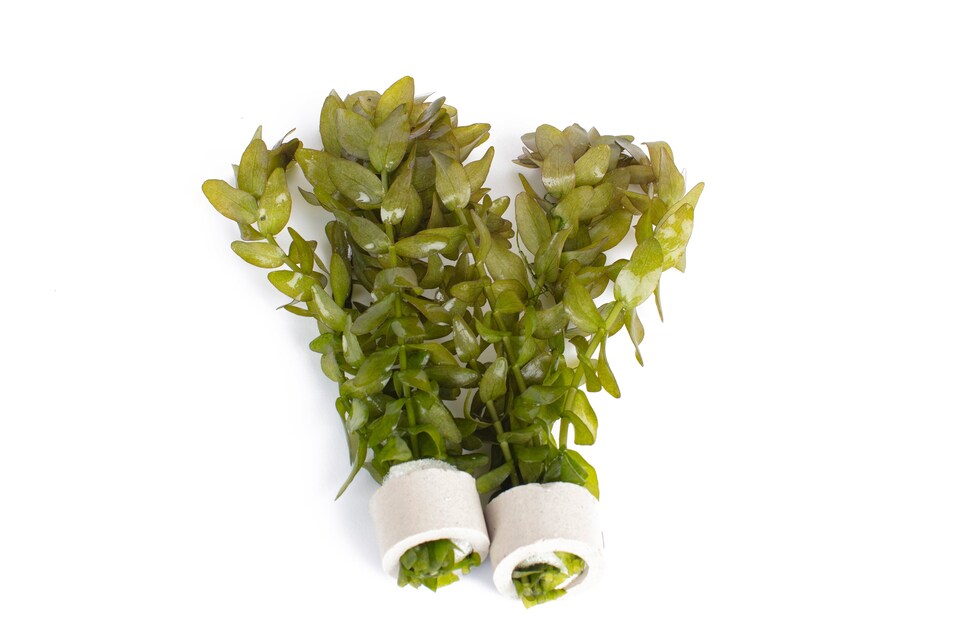 image 1 of Lemon Bacopa (Bacopa caroliniana) - Live Aquarium Plant for Midground Planting, Low Light, No CO2 Needed - Fish Tank Plant