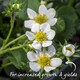 image 7 of Flamenco Everbearing Strawberry 10 bare root