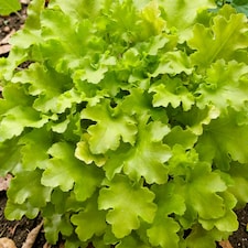 Carbeth Plants Heuchera Lime Marmalade Plant in 3L Pot - Evergreen Perennial with Colourful Foliage