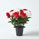 image 2 of Homescapes Set of 2 Red & White Roses & Lilies Artificial Flowers in Grave Vases