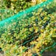 image 2 of KCT 4 x 10m Garden Pond Protective Netting - 2 Pack