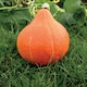 image 2 of Squash (Winter) Potimarron