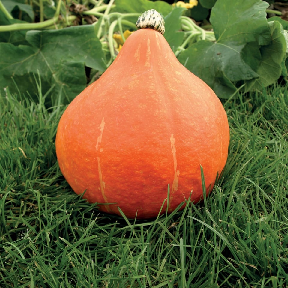 image 1 of Squash (Winter) Potimarron