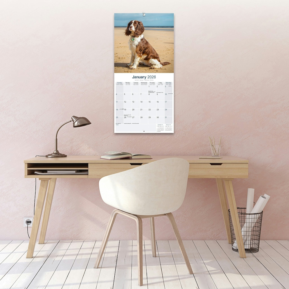 image 1 of English Springer Spaniel 2026 Calendar | Square Wall Calendar | Dog Breed Gift | Plastic Free Packaging | by Avonside Publishing