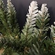 image 6 of 2.7m x 25cm Snow Tipped Plain Christmas Garland with 200 Tips