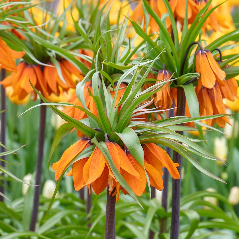 image 1 of Marshalls Garden Fritillaria imperialis 'Rubra' (Crown Imperial) 3 Bulbs