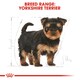 image 7 of ROYAL CANIN Yorkshire Terrier Puppy Dry Dog Food