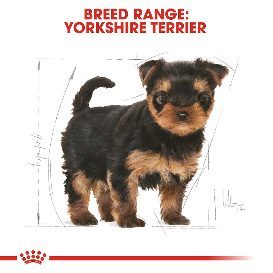 image 1 of ROYAL CANIN Yorkshire Terrier Puppy Dry Dog Food