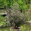 Burgundy and green leaves with creamy-pink blooms - Selected