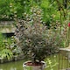 image 1 of Marshalls Garden Physocarpus 'Little Joker' - 3 x 9cm Plants