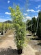 image 4 of Extra Large Bamboo Aureocaulis Gold 6ft Tall in a 10/12 Litre Pot By Direct Plants