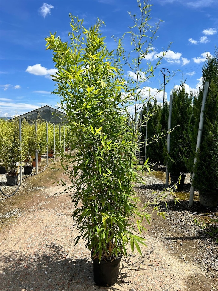 image 1 of Extra Large Bamboo Aureocaulis Gold 6ft Tall in a 10/12 Litre Pot By Direct Plants