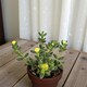 image 2 of 2 x Delosperma Echinatum Pickle Plant in 12cm Pot - Unusual Easy Care Succulent Houseplant