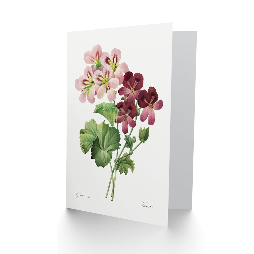 image 1 of Pierre-Joseph Redouté Art Card Vintage Geranium Flowers Illustration