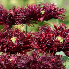 Black Swan Poppy Seeds - Hardy Annual Unique Dark Burgundy Blooms. Easy Grow Bedding Borders Containers.