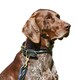 image 2 of Weatherbeeta Rolled Leather Dog Collar - Black - M