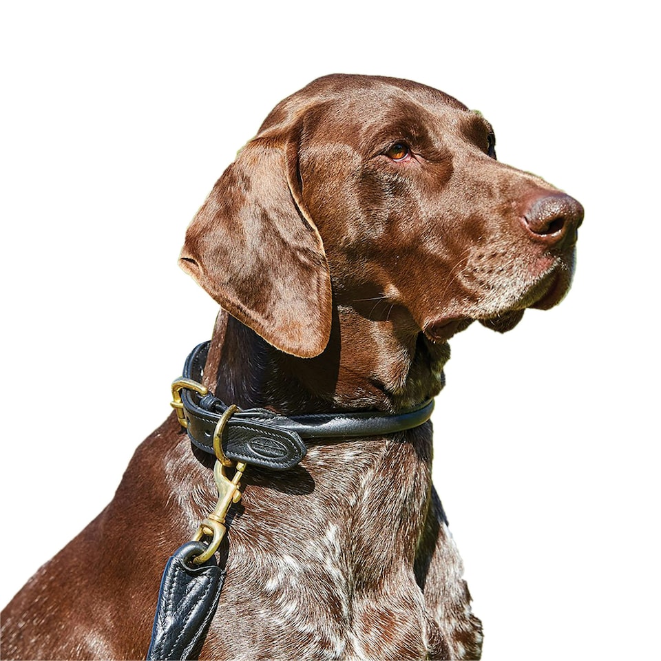 image 1 of Weatherbeeta Rolled Leather Dog Collar - Black - M