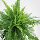 image 2 of Boston Fern Green | Boston Fern 12cm