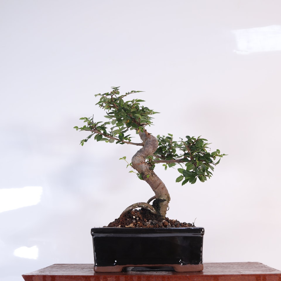 image 1 of Yorkshire Bonsai Chinese Elm (Ulmus Parvifolia) Bonsai Tree Shaped In 16cm Pot Great Gift