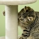 image 9 of PawHut Climbing Kitten Tower with Scratching Post Cat House, Beige