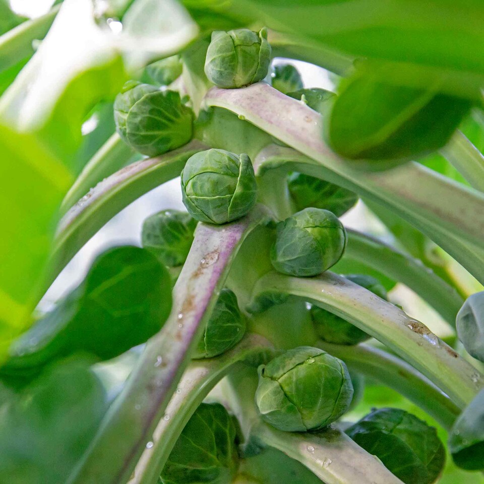 image 1 of Marshalls Garden Brussels Sprout Seeds Clodius F1, 30 Seeds