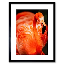 Flamingo Bird Close Up Photograph Animal Lover 9x7" Black Framed Wall Art Print