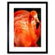 image 1 of Flamingo Bird Close Up Photograph Animal Lover 9x7" Black Framed Wall Art Print