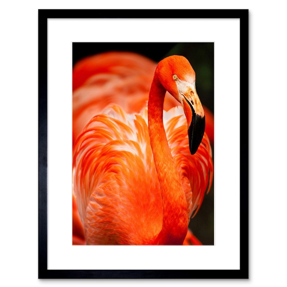 image 1 of Flamingo Bird Close Up Photograph Animal Lover 9x7" Black Framed Wall Art Print