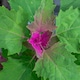 image 3 of Marshalls Garden Tree Spinach Plant 1 x 1 litre