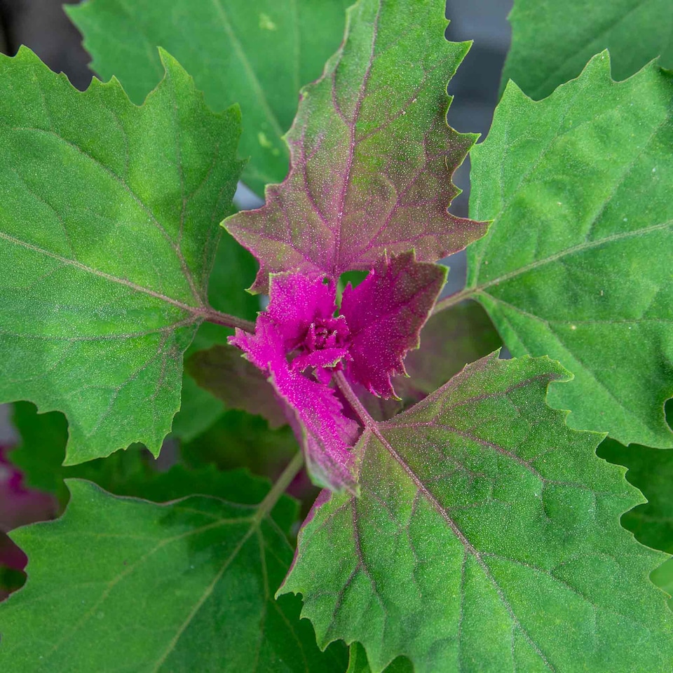 image 1 of Marshalls Garden Tree Spinach Plant 1 x 1 litre