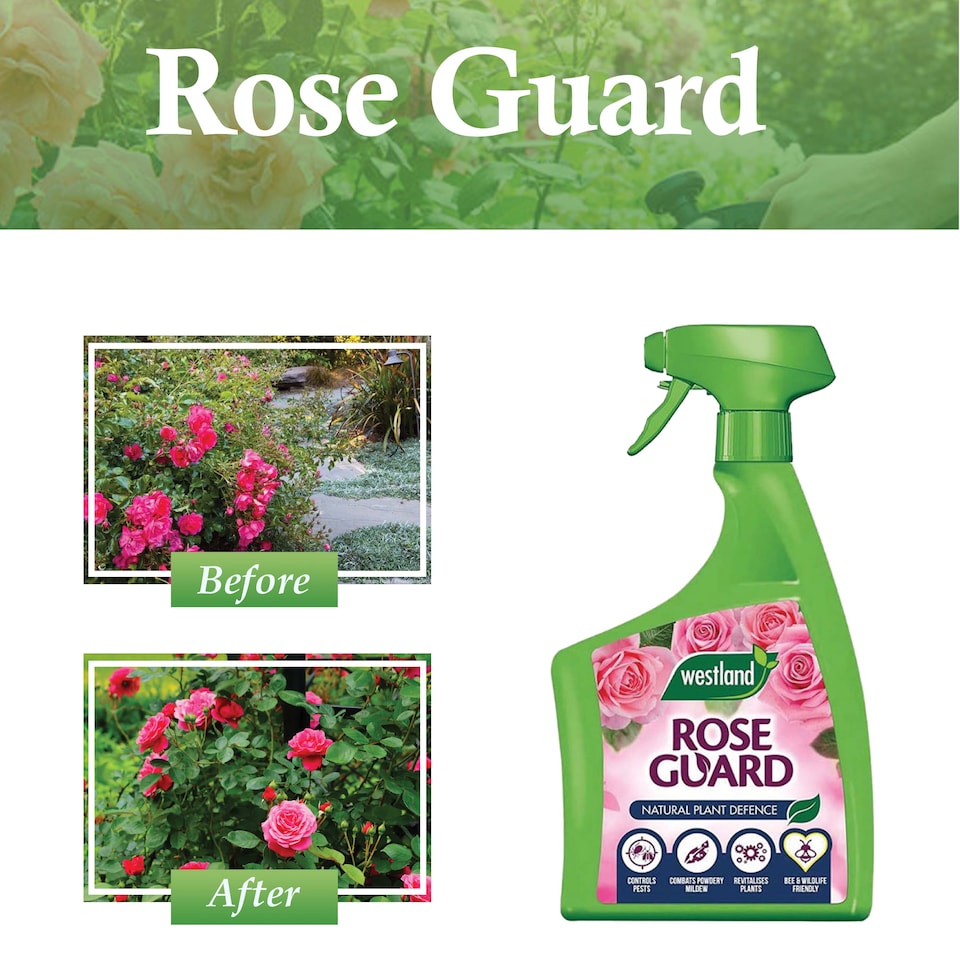 image 1 of Westland Rose Guard RTU 800ml Spray for Healthy Leaves Vibrant Colour Disease Protection and Stronger Blooms for Roses