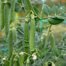 Marshalls Garden Pea Seeds Hurst Green Shaft, RHS Award of Garden Merit, Disease-Resistant, Heavy Double Pods | Multi | Green | Seeds