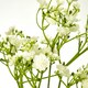 image 2 of Hill Interiors Gypsophila Stem Artificial Flower - Cream - One Size