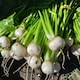 image 3 of Carbeth Plants Turnip Tokyo Cross Vegetable Plant - 6 pack - Easy Grow Kitchen Garden