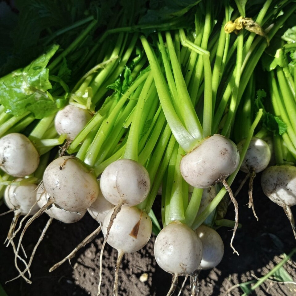 image 1 of Carbeth Plants Turnip Tokyo Cross Vegetable Plant - 6 pack - Easy Grow Kitchen Garden