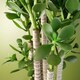 image 5 of Artificial Large Plant Shrub Green Jade 75cm Tall Botanik | Green | 2ft