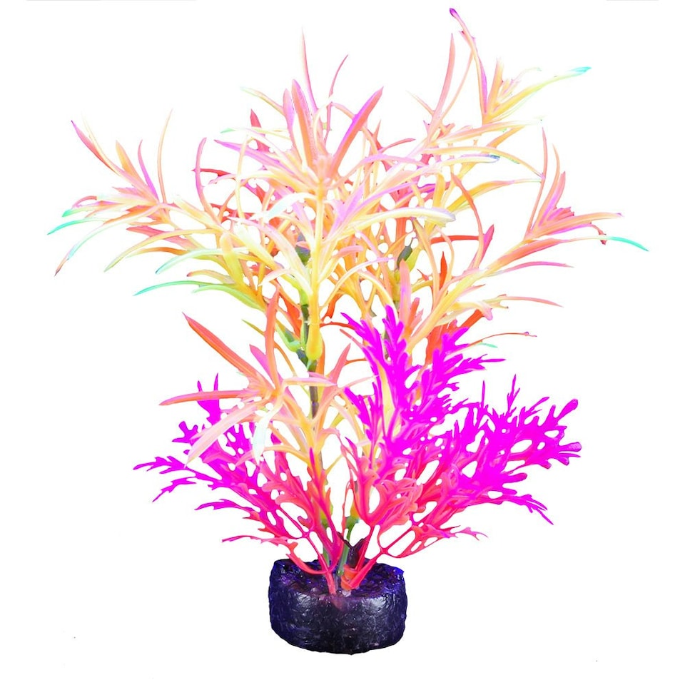 image 1 of Marina iGlo Plant Pink Alternanthera 5.5"