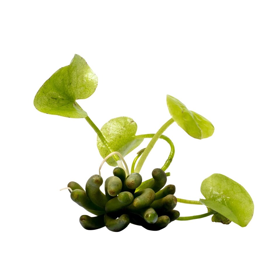 image 1 of Banana Plant (Nymphoides aquatica) - Live Aquarium Plant for Midground Planting, No CO2 Needed - Fish Tank Plant