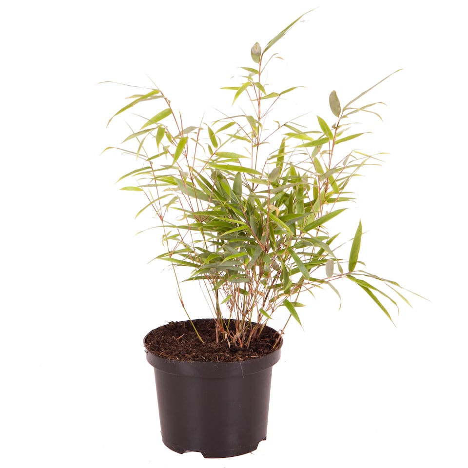 image 1 of Fountain Bamboo Fargesia Rufa in a 2L Pot 40cm Tall