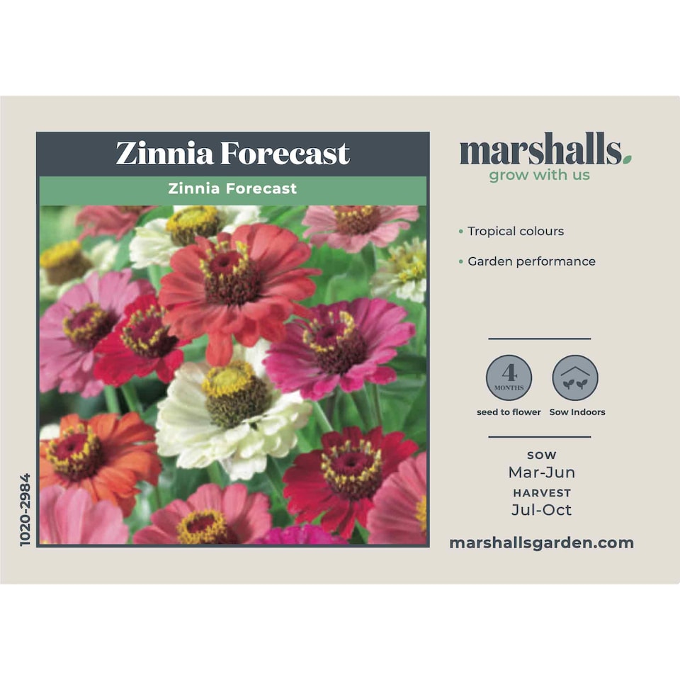 image 1 of Marshalls Garden Zinnia Seeds 'Forecast' 130 Seeds Tropical Pompon Annuals | Multi | Tropical colours | 130 Seeds