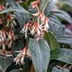 image 7 of Marshalls Garden Sarcococca hookeriana 'Winter Gem' - 5 litre