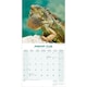 image 3 of Lizards 2026 Calendar | Square Wall Calendar | Reptile Gift | Plastic Free Packaging | by Avonside Publishing